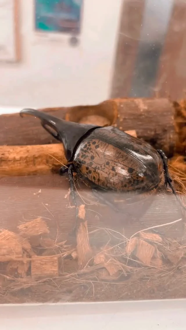 また今年の夏も新たな仲間に出会いました♪

「夏の虫氷を笑う」
こんなことわざがありますが、皆さんどんな意味だと思いますか？

長い夏を利用して、様々な場所へ飛び出してみましょう！
経験こそが何より大事だと思います！

#わせがく #群馬 #前橋 #通信制高校 #通信制 #ぐんま #部活 #ぐんま #部活 #前橋市 #高校生 #転編入 #カブトムシ #群馬の夏 #まだまだ暑い #秋はどこへ #転入生