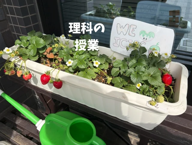 実は守谷キャンパス・・・理科の授業で、いちごとじゃがいもを育てています！！🍓🥔

毎日、生徒たちが水やりをしてくれていて、少しずつ大きくなっていく様子にみんなでワクワクしています✨

暖かくなる前から育て始め、ついにいちごがたくさん実りました！
私もひとついただいたのですが、やわらかくて甘くてとてもおいしかったです😊

これからの成長も楽しみですね🌱

#通信制 #通信制高校 #わせがく#茨城 #守谷 #個別相談 #不登校支援 #授業風景 #つくばエクスプレス