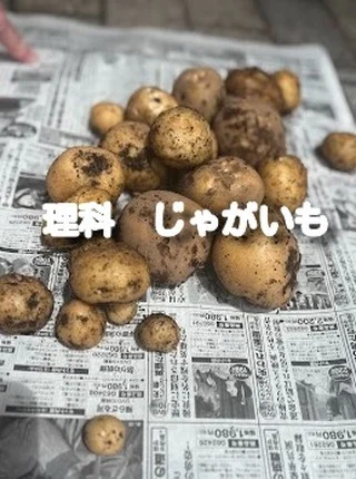 理科の授業でジャガイモを収穫しました。
みんなでどう調理するか話しているので、食べるのがとても楽しみです！！

（写真・文章：広報部部長）

広報部の生徒が理科の授業の様子を撮影してくれました🎶
冬に植えたじゃがいもがようやく収穫できたようです🥔
守谷キャンパスでは、普段の授業でレポートの内容以外にも様々なことが学べます☺
次は何を作るのか・・・お楽しみに🌟
#通信制 #通信制高校 #わせがく#茨城 #守谷 #個別相談 #不登校支援 #授業風景 #つくばエクスプレス