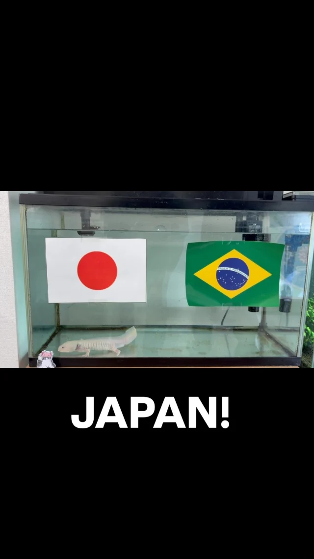 ⚽️🌍 広報部長・ウパコの勝利予想！ 🌍⚽️

前橋キャンパス広報部長のウパコが、ワールドカップ日本代表の勝敗を大胆予想✨

その予想は…
「日本、勝利！！」 🇯🇵🔥

果たしてウパコの予想は的中するのでしょうか？

スポーツには、人の心を動かす瞬間がたくさんあります。
歓喜や感動、悔しさ、仲間との絆——その一つひとつが、私たちに大切なことを教えてくれます。

本校でも、さまざまなスポーツや活動に触れながら、生徒たちが新しい挑戦や感動に出会える機会を大切にしています✨

みなさんも、このワールドカップを通して、心が動く瞬間を一緒に味わいませんか？

#前橋キャンパス #通信制高校 #ワールドカップ #日本代表 #サッカー スポーツの力 広報部長ウパコ 勝利予想 感動を共有 高校生活 挑戦する　fifaworldcup2026 ワールドカップ2026 ウーパールーパー わせがくpure高等学校 通信制高校