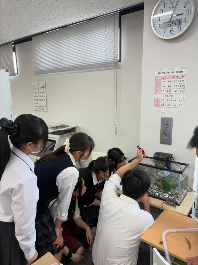 🐟ボランティア部🐟

ついに！
桐生キャンパスに金魚がやってきました👏🏻💗

ボランティア部で大切に育てていきます！
生徒の皆さんもぜひ、水槽を覗いてみてくださいね😊

※餌やりはボランティア部で管理していますので、部員以外の餌やりはご遠慮ください。

＊＊＊
わせがくＰＵＲＥ高等学校 桐生キャンパス
⋆┈┈┈┈┈┈┈┈┈┈┈┈┈┈┈┈┈┈⋆
住所：群馬県桐生市稲荷町４－２０
ＪＲ桐生駅🚃徒歩５分
新入学・転入学・編入学
⋆┈┈┈┈┈┈┈┈┈┈┈┈┈┈┈┈┈┈⋆
🏫学校見学会🏫
６月２７日(土)１０：００〜
７月２５日(土)１０：００〜
８月２９日(土)１０：００～
⋆┈┈┈┈┈┈┈┈┈┈┈┈┈┈┈┈⋆
平日の個別相談も可能です！
お気軽にお問い合わせください。
⋆┈┈┈┈┈┈┈┈┈┈┈┈┈┈┈┈┈┈⋆
わせがくＰＵＲＥのHPまたはお電話にて
ご予約ください🌈
ご参加お待ちしております🦄

#わせがくＰＵＲＥ高等学校 #わせがくＰＵＲＥ高等学校桐生キャンパス #桐生市 #新入生 #編入学 不登校支援